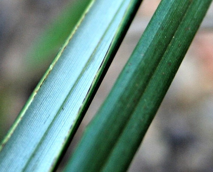 Close up of the leaves (alt)